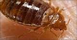 pictures of Bed Bugs Luggage Protection pictures of Bed Bugs Luggage Protection