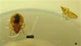 pictures of Bed Bugs Ut
