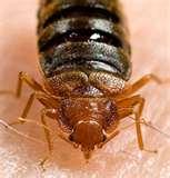 Bed Bugs Ut