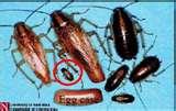 Bed Bugs Nebraska pictures