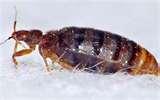 Bed Bugs Time Warner photos