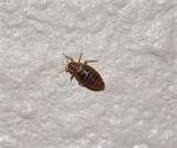 images of Bed Bugs Ut