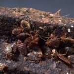 Bed Bugs Breeding pictures