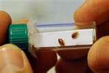 Bed Bugs Breeding pictures