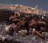Bed Bugs Breeding photos