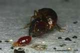 photos of Bed Bugs Breeding