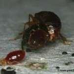 Bed Bugs Breeding photos