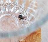 images of Bed Bugs Cyprus images of Bed Bugs Cyprus