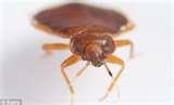 pictures of Bed Bugs Time Warner