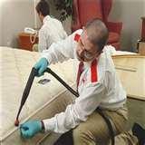 images of Bed Bugs Breeding