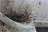 images of Bed Bugs Nebraska