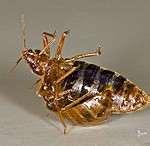 Bed Bugs Breeding images