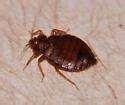 Bed Bugs Iowa 2010 images