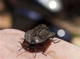 Bed Bugs Black Light images