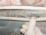 Bed Bugs Ok