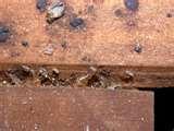 photos of Bed Bugs Iowa 2010