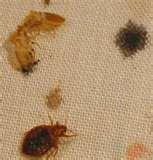 pictures of Bed Bugs Ok