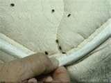 Bed Bugs Ok pictures