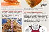photos of Bed Bugs Stages