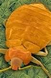 images of Bed Bugs Victorias Secret images of Bed Bugs Victorias Secret