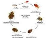 pictures of Bed Bugs Stages