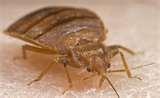 Bed Bugs Victorias Secret Bed Bugs Victorias Secret