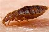 Bed Bugs Ok images