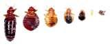Bed Bugs Stages pictures