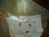 photos of Bed Bugs Kgw