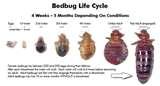 images of Bed Bugs Stages