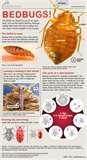 pictures of Bed Bugs Stages