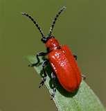 pictures of Bed Bugs Kingston Ontario