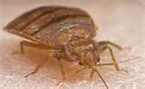 Bed Bugs Ri Bed Bugs Ri