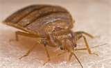 photos of How Bed Bugs Form