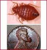 pictures of Bed Bugs H1n1