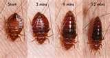 images of Bed Bugs Sheets
