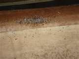 images of Bed Bugs On Couch