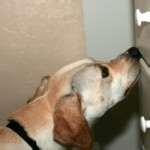 Bed Bugs K9 Colorado