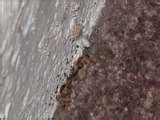images of Bed Bugs Registry Washington Dc