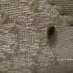 images of Bed Bugs On Couch
