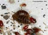 Bed Bugs Registry Washington Dc pictures
