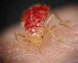 images of Bed Bugs H1n1