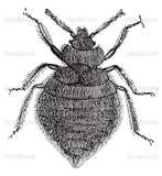 Bed Bugs Vector images