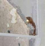 Bed Bugs On Couch images