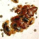 images of Bed Bugs Tallahassee