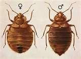 images of Bed Bugs Ri images of Bed Bugs Ri