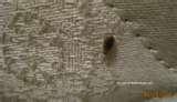 Bed Bugs On Couch images