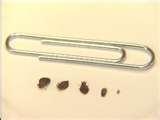 Bed Bugs Oswego Suny pictures