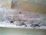 pictures of Bed Bugs Address