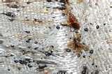 Bed Bugs 24 Hour photos
